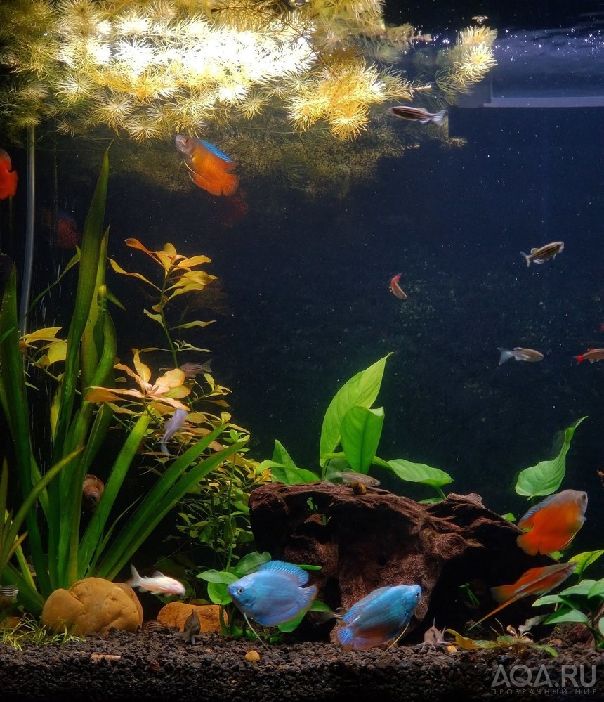 Опыт использования Fluval LED 3.0 Plant Spectrum