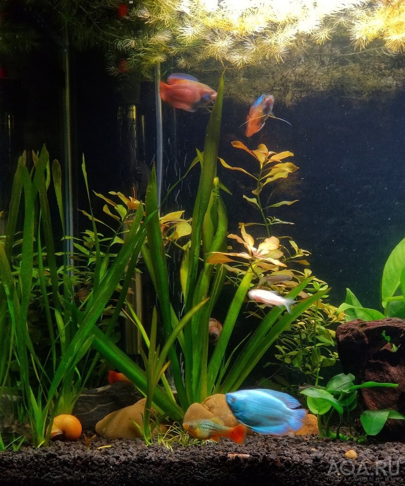 Опыт использования Fluval LED 3.0 Plant Spectrum