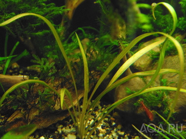 Cryptocoryne albida (Криптокорина Альбида)