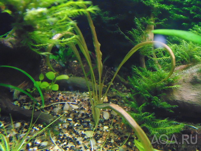 Cryptocoryne albida (Криптокорина Альбида)