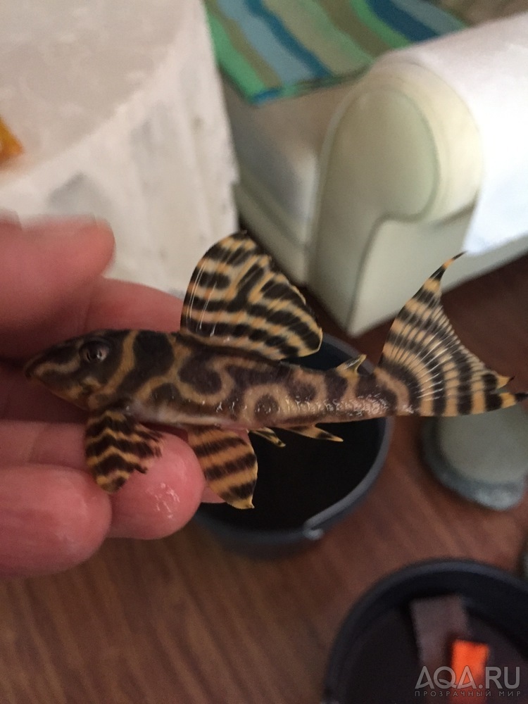 L-333 Hypancistrus sp. (Gold Zebra)