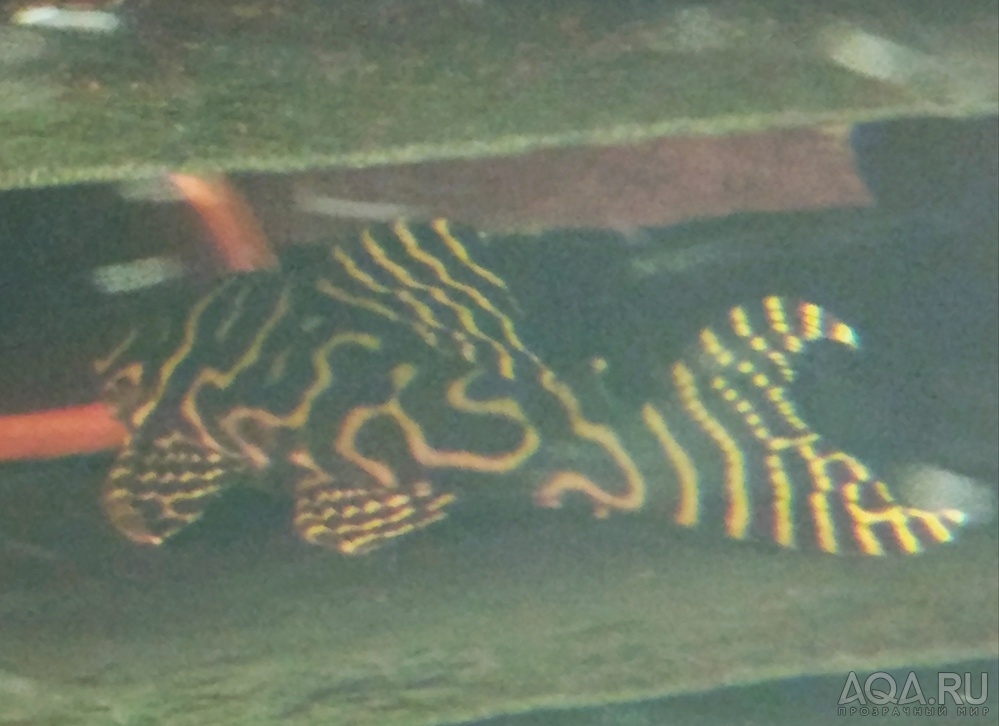 L-333 Hypancistrus sp. (Gold Zebra)