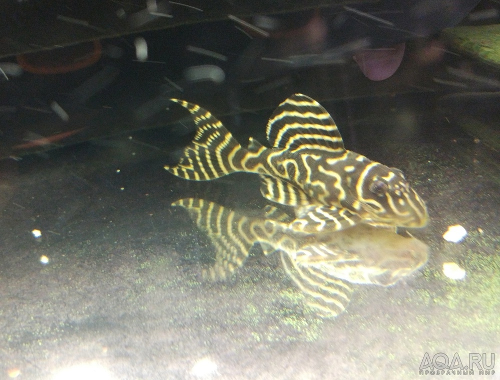 L-333 Hypancistrus sp. (Gold Zebra)