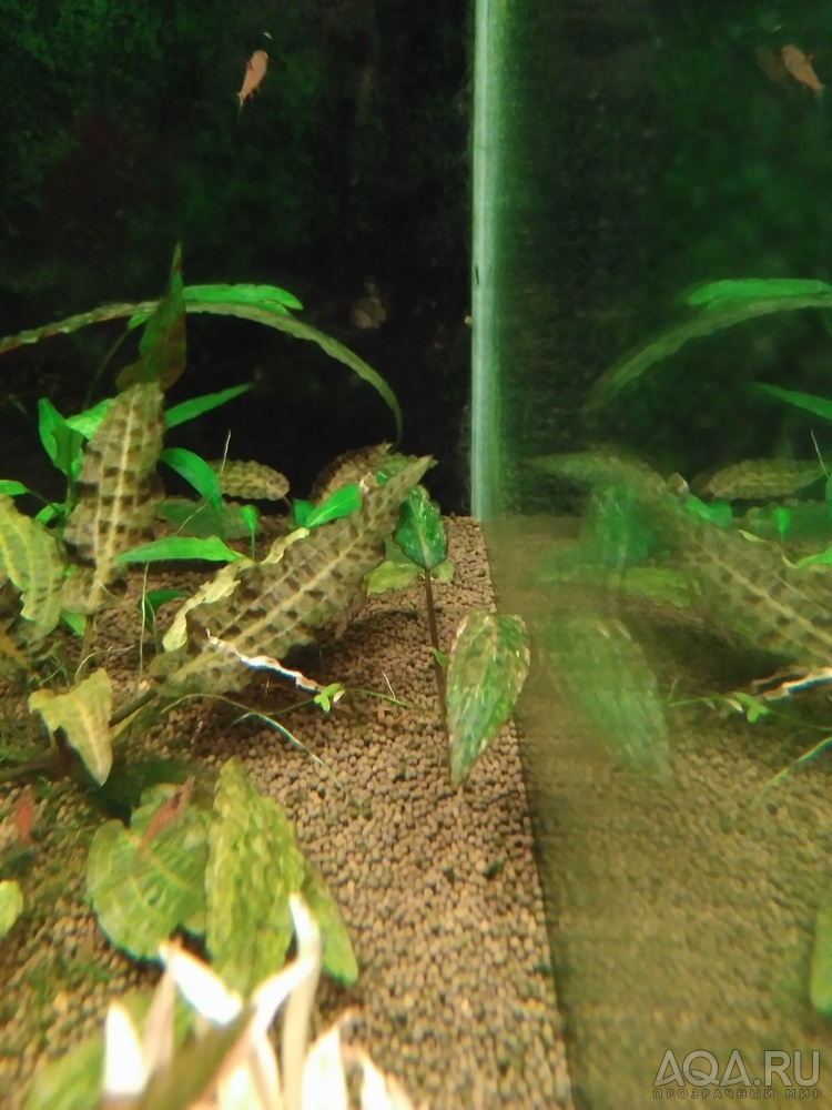 Cryptocoryne Keei (Криптокорина Ки)