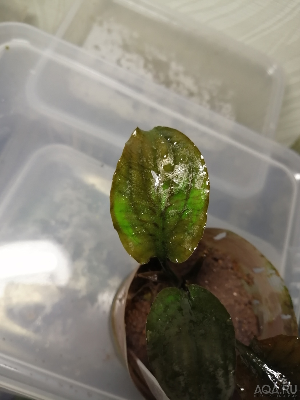 Cryptocoryne yujii (Криптокорина Юджи)