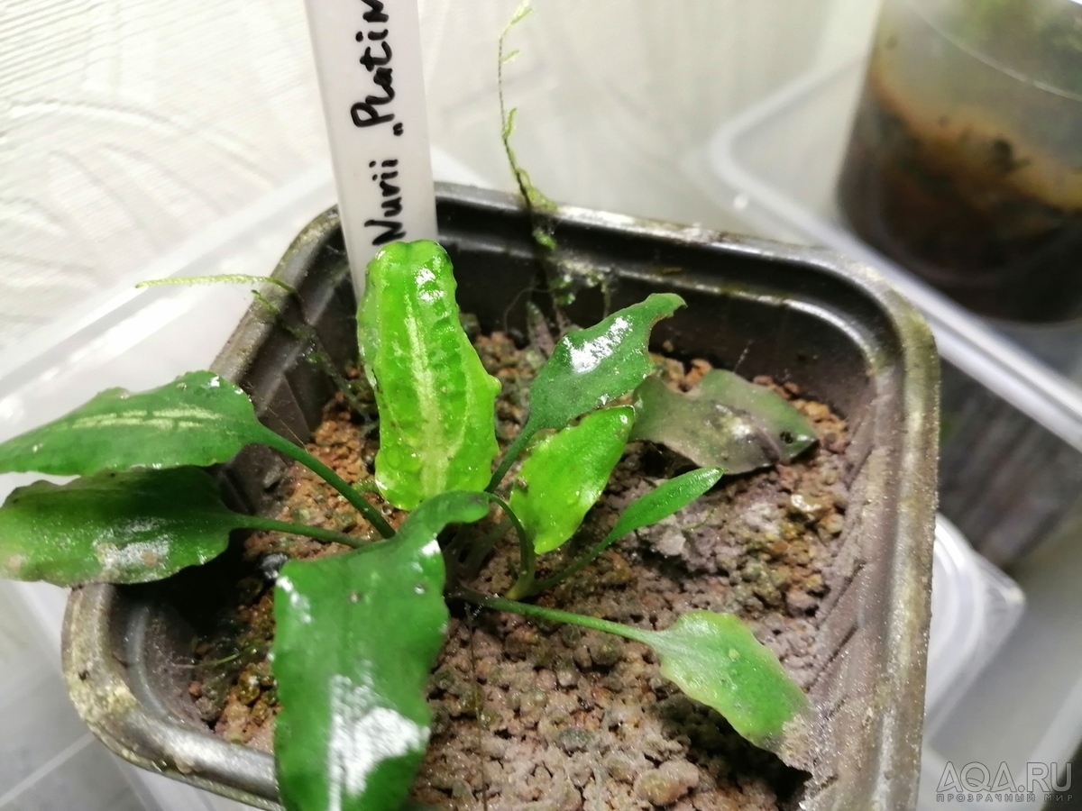 Cryptocoryne Nurii "Platinum" (Криптокорина Нури платиновая)