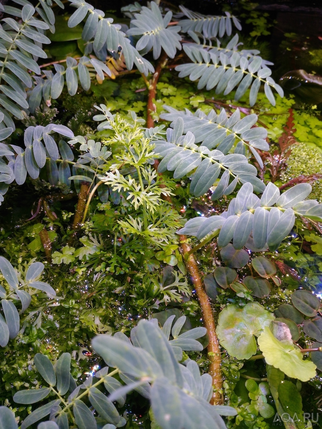 Ложная мимоза (Aeschynomene fluitans)