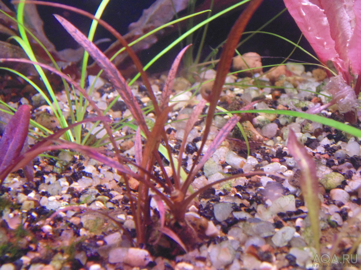 Cryptocoryne Spiralis “Tiger”