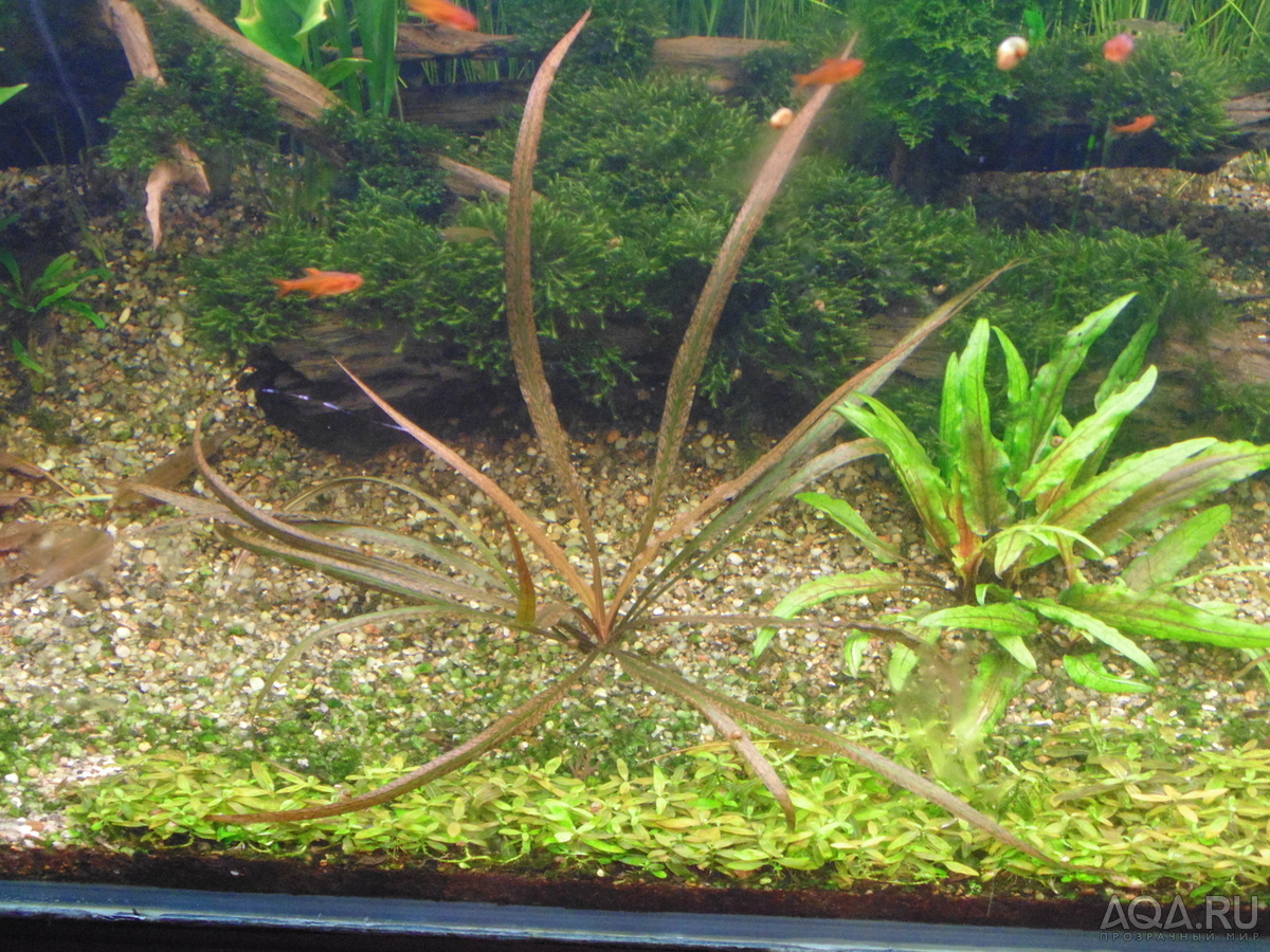 Cryptocoryne sp.Maharashtra