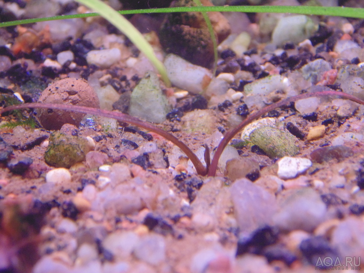 Cryptocoryne Spiralis “Tiger”