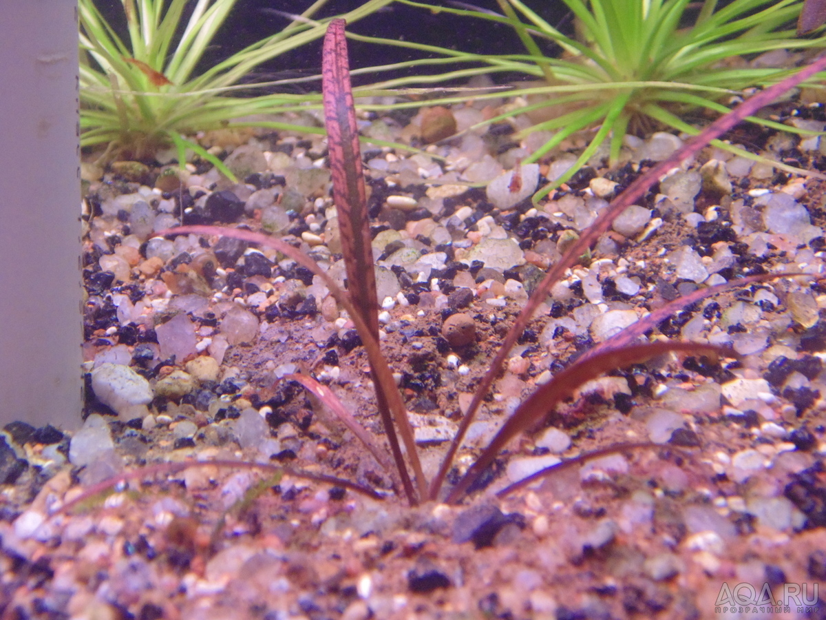 Cryptocoryne Spiralis “Tiger”