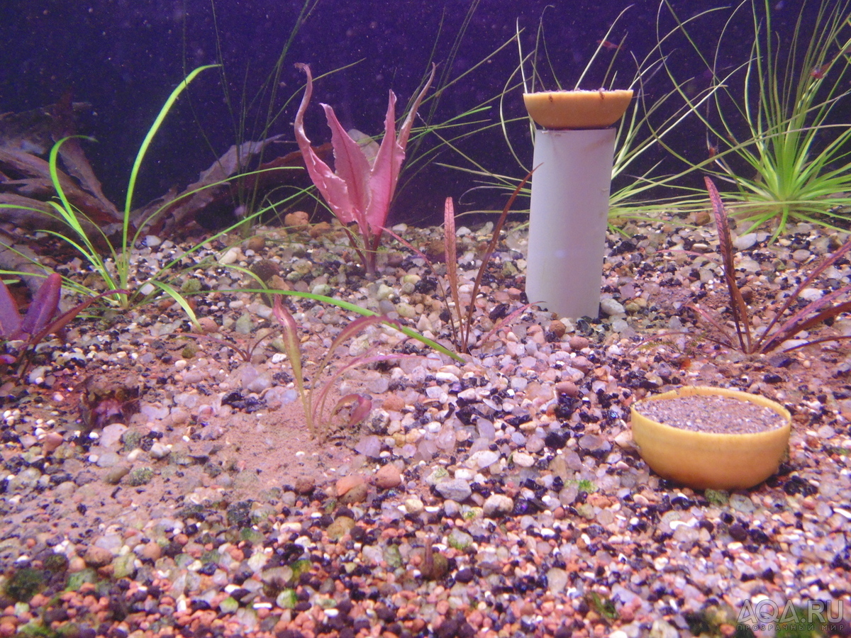 Cryptocoryne Spiralis “Tiger”