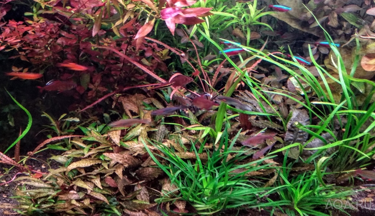 Cryptocoryne sp. 'Maharashtra Red'  и Cryptocoryne Spiralis “Tiger”.