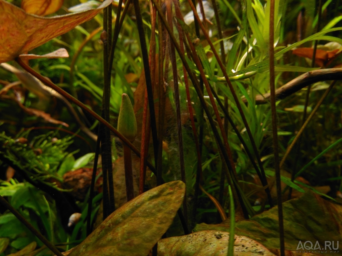 Nymphaea sp. dwarf santarem (нимфея -карлик из Сантарема, Бразилия)