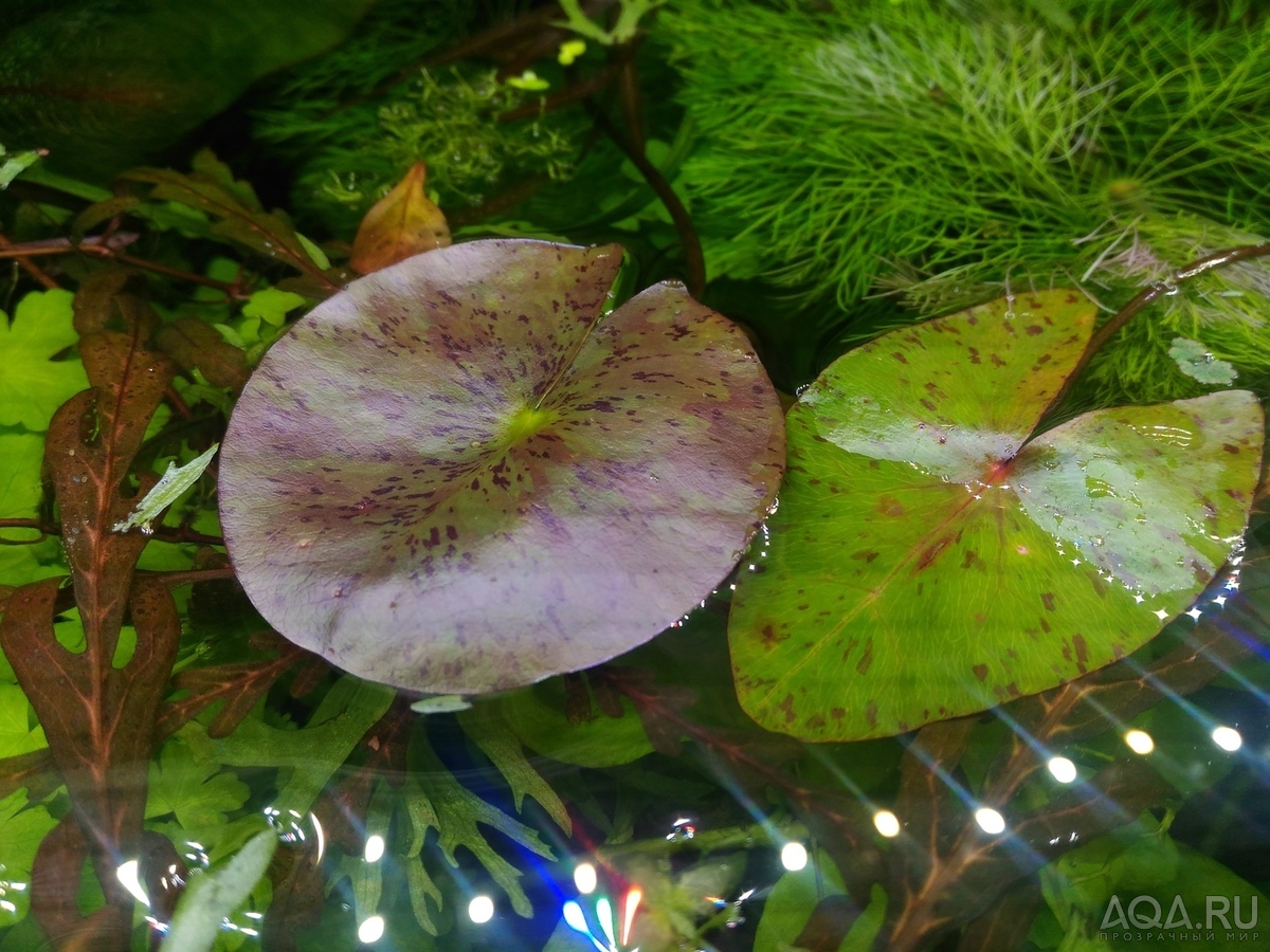 Nymphaea sp. dwarf santarem (нимфея -карлик из Сантарема, Бразилия)