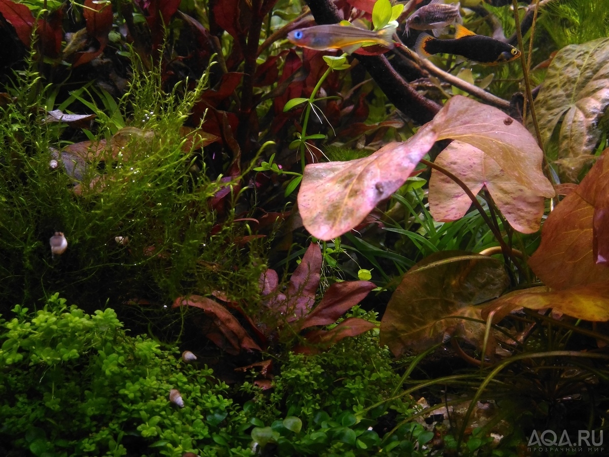 Nymphaea sp. dwarf santarem (нимфея -карлик из Сантарема, Бразилия)