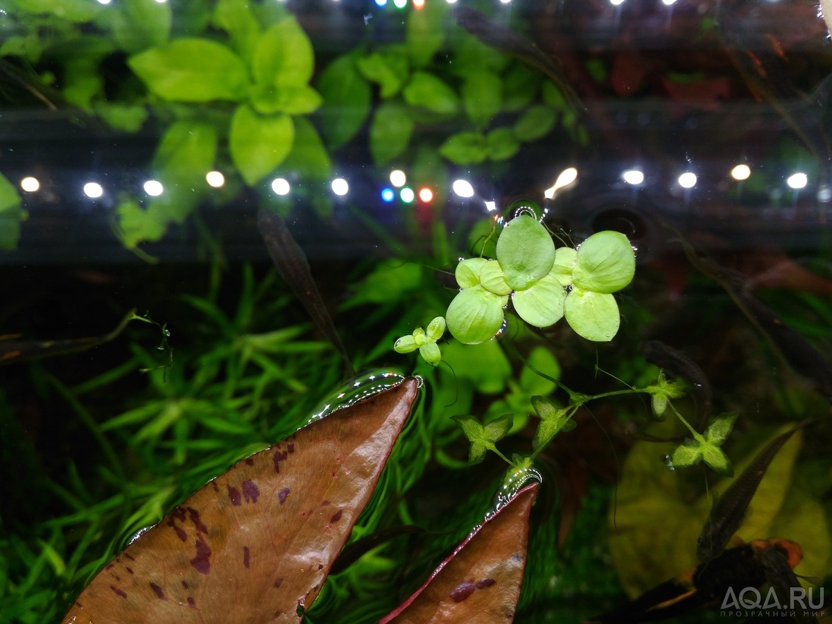 Nymphaea sp. dwarf santarem (нимфея -карлик из Сантарема, Бразилия)