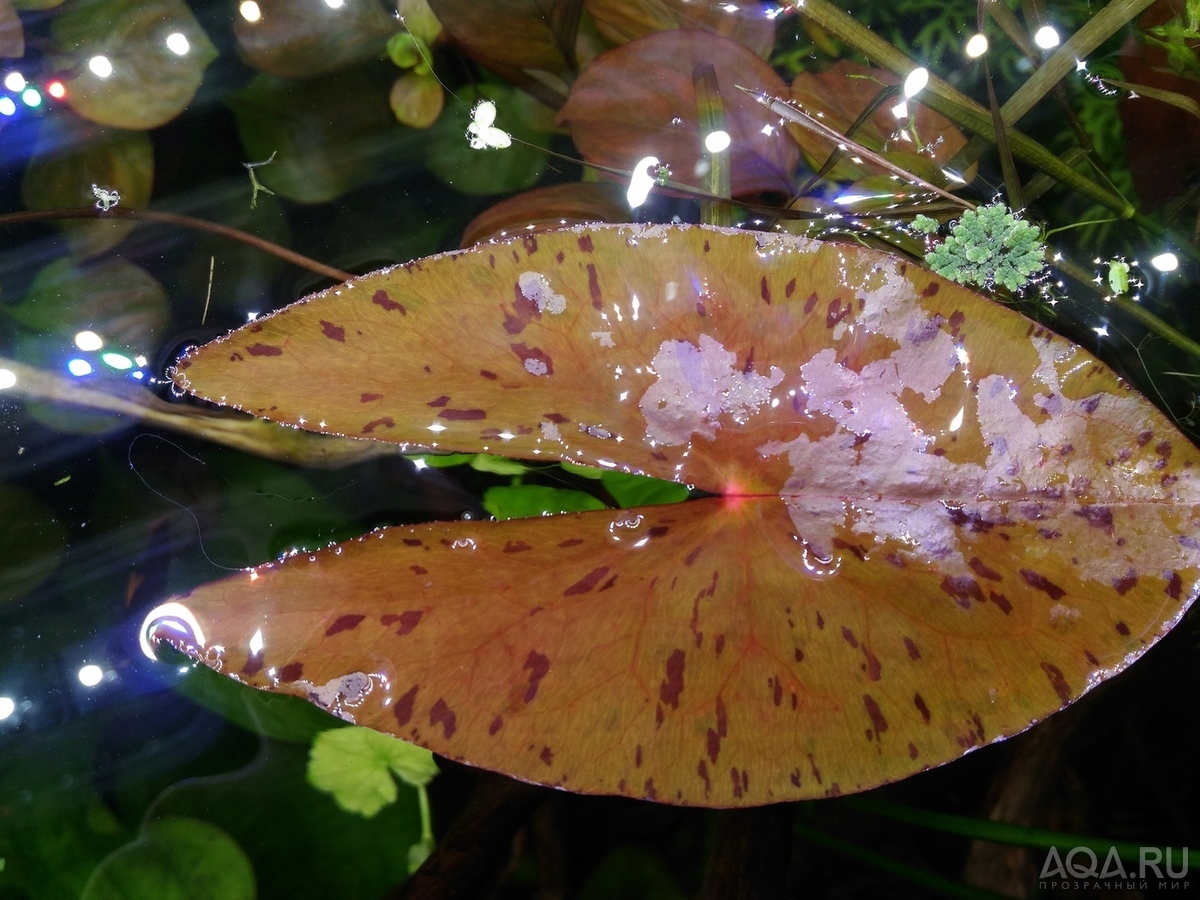 Nymphaea sp. dwarf santarem (нимфея -карлик из Сантарема, Бразилия)