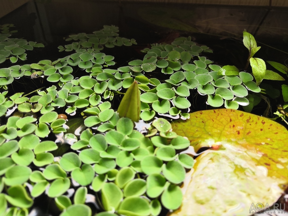 Nymphaea sp. dwarf santarem (нимфея -карлик из Сантарема, Бразилия)