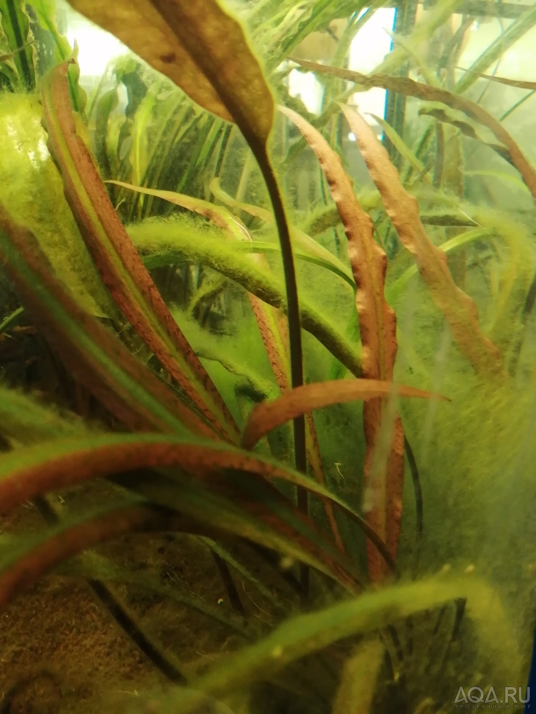 Cryptocoryne sp. 'Maharashtra Red'  и Cryptocoryne Spiralis “Tiger”.