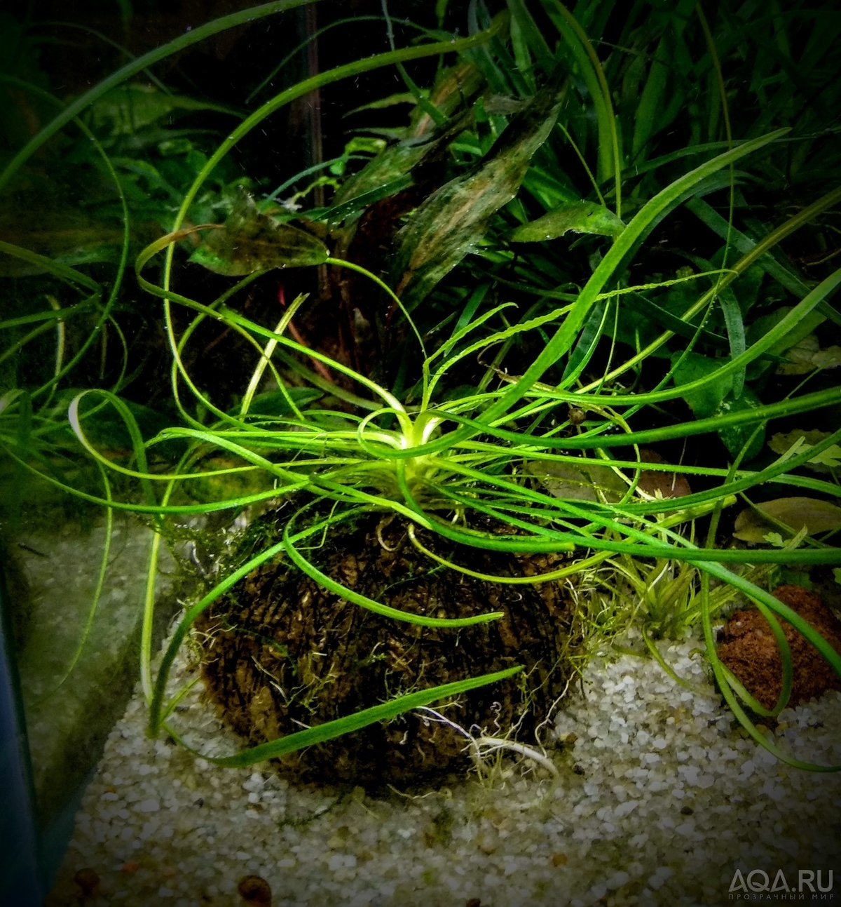 Cryptocoryne sp NILESHWAR-B.