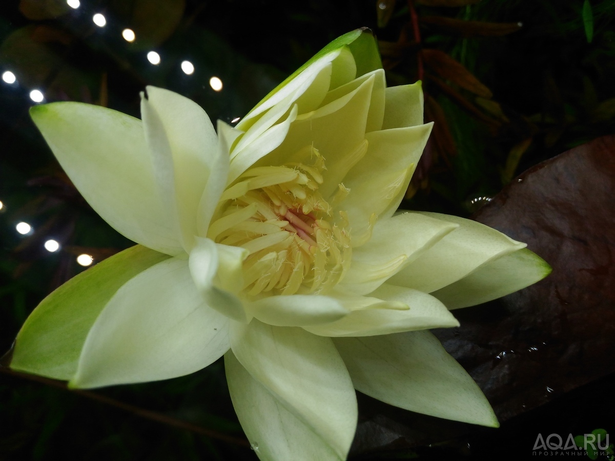 Nymphaea sp. dwarf santarem (нимфея -карлик из Сантарема, Бразилия)