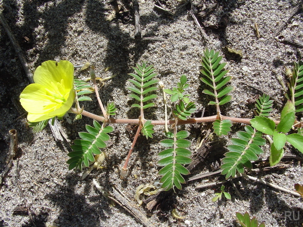 Ложная мимоза (Aeschynomene fluitans)