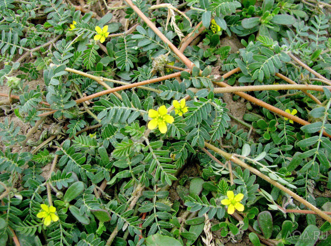 Ложная мимоза (Aeschynomene fluitans)