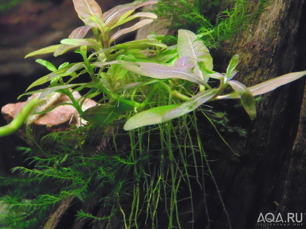 Папоротник Ceratopteris thalictroides "Vietnam".