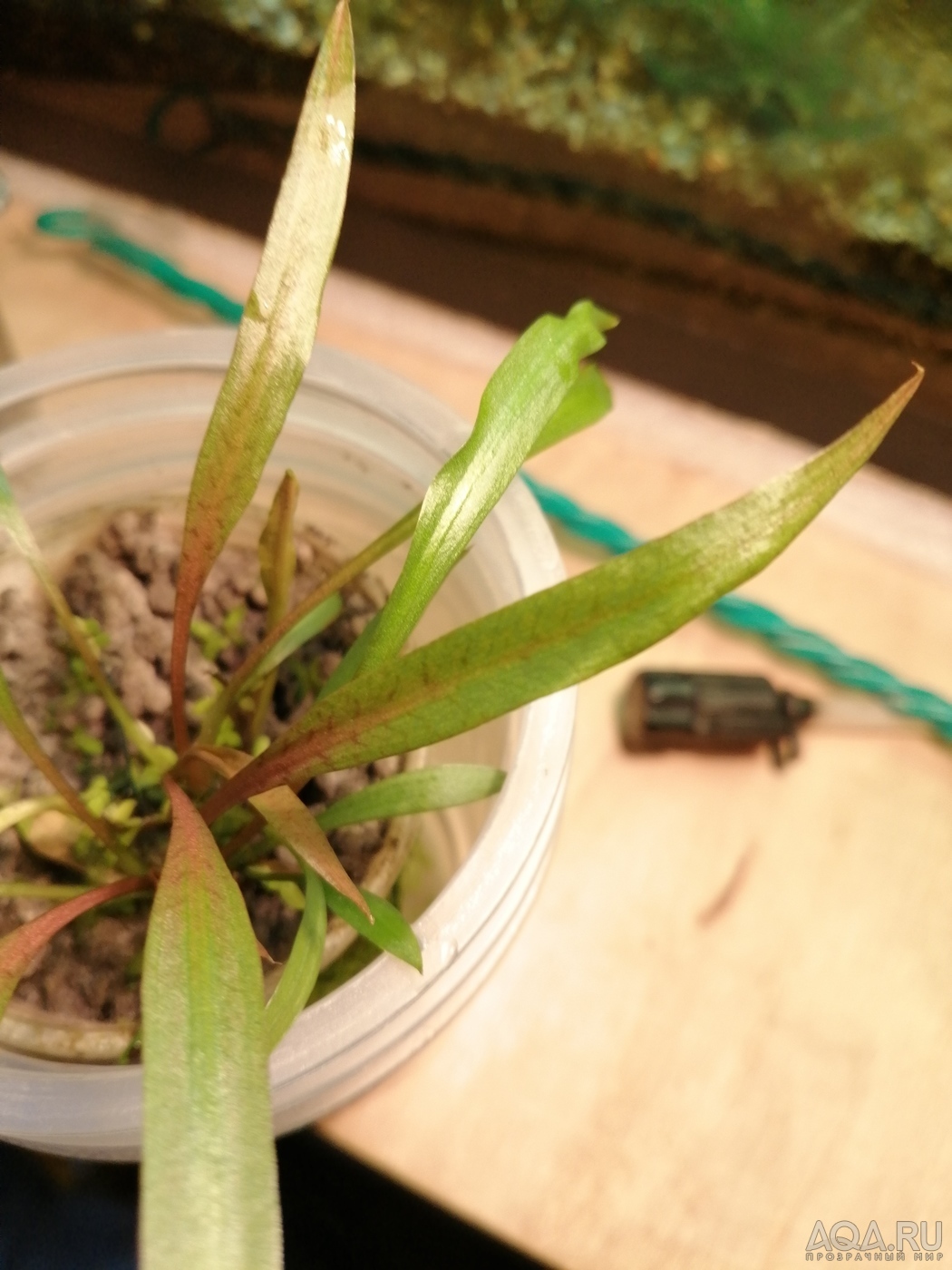 Cryptocoryne Spiralis “Tiger”