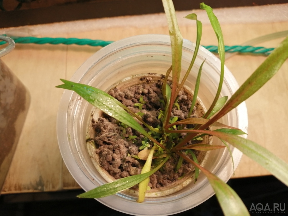 Cryptocoryne Spiralis “Tiger”