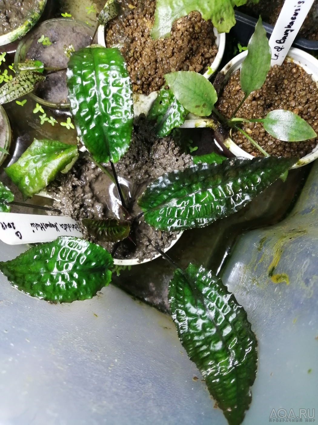 Cryptocoryne striolata (Криптокорина стриолата)