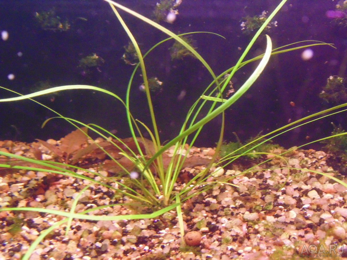 Cryptocoryne sp NILESHWAR-B.