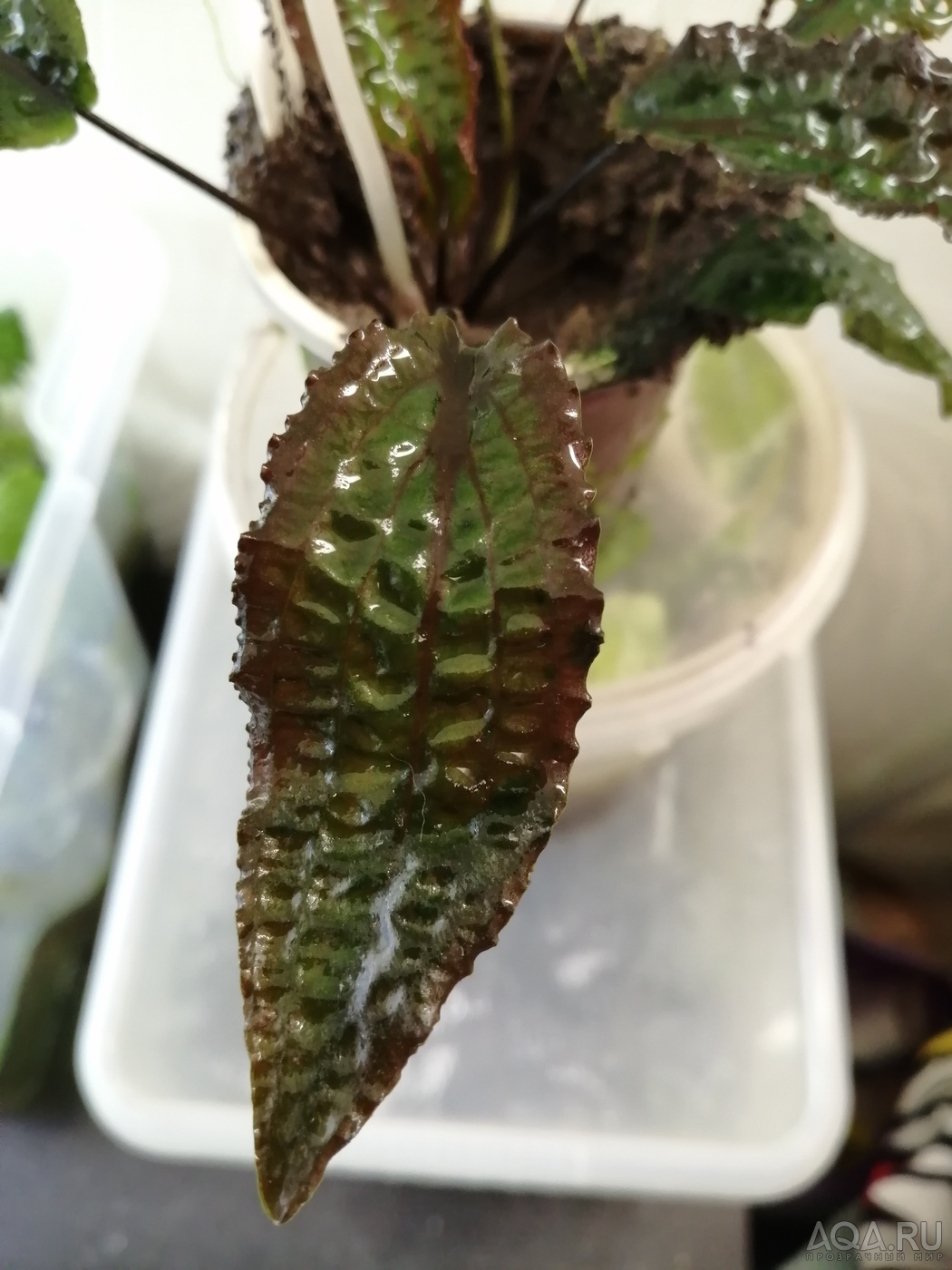 Cryptocoryne striolata (Криптокорина стриолата)