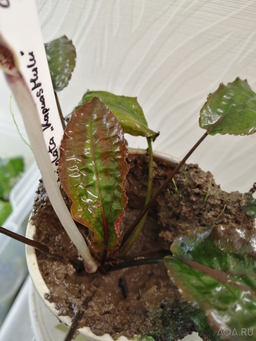 Cryptocoryne striolata (Криптокорина стриолата)