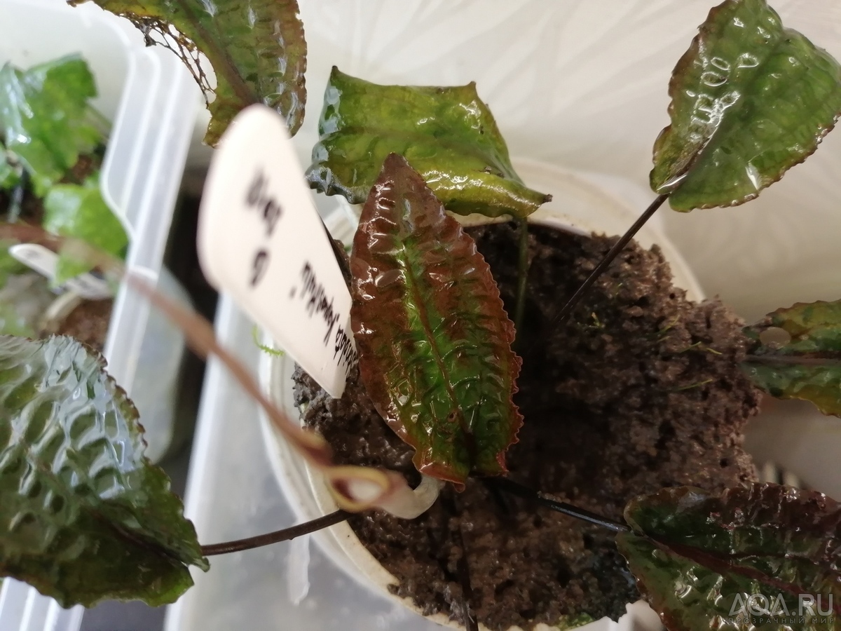 Cryptocoryne striolata (Криптокорина стриолата)