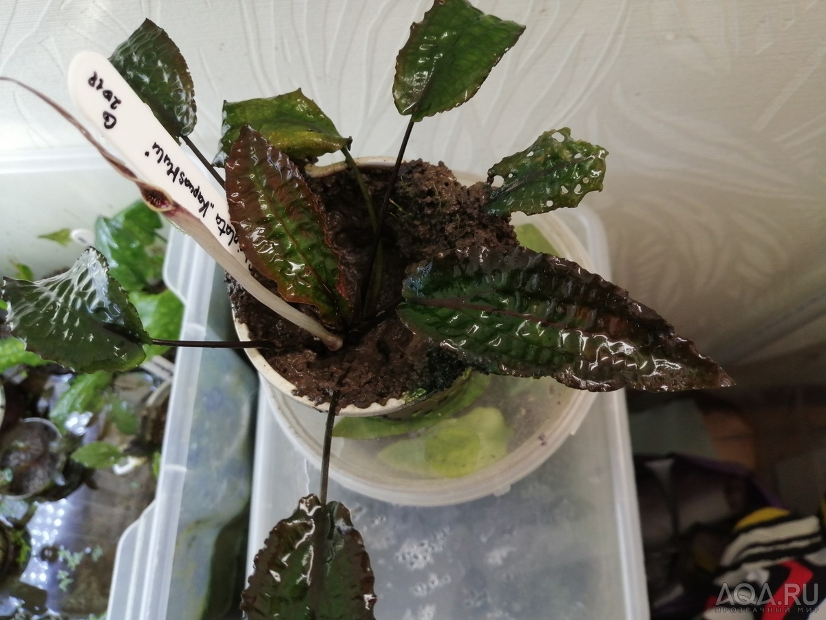 Cryptocoryne striolata (Криптокорина стриолата)