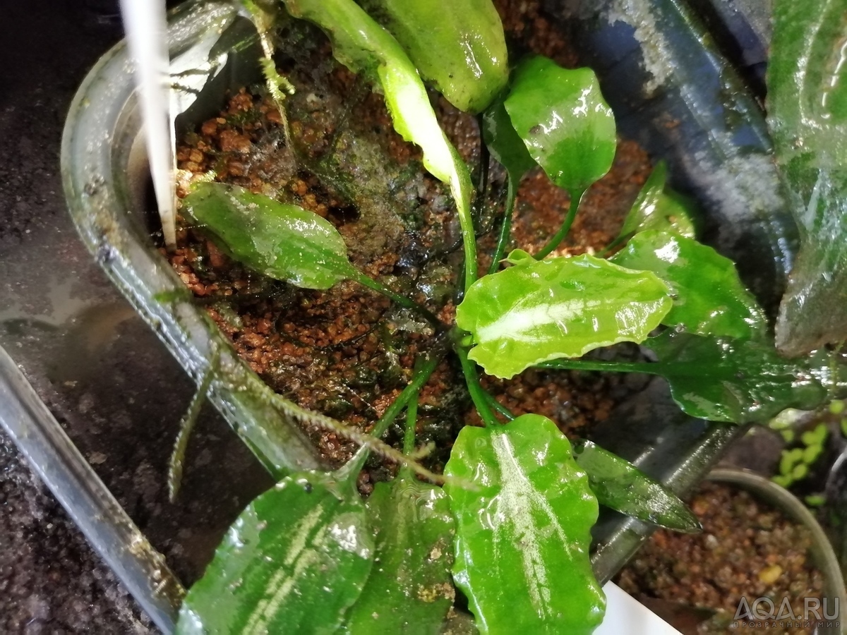 Cryptocoryne Nurii "Platinum" (Криптокорина Нури платиновая)