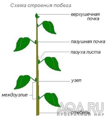 Сомнение по опознаванию растения