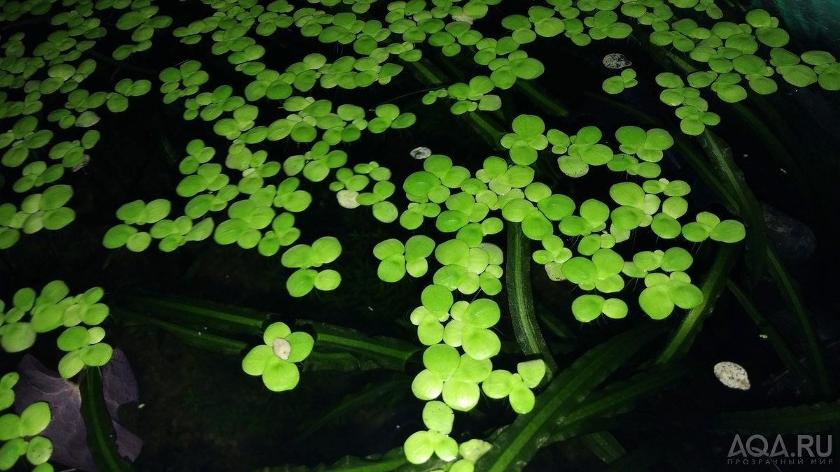 Ряска гигантская (Giant Duckweed)