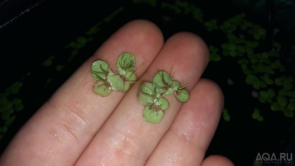 Ряска гигантская (Giant Duckweed)