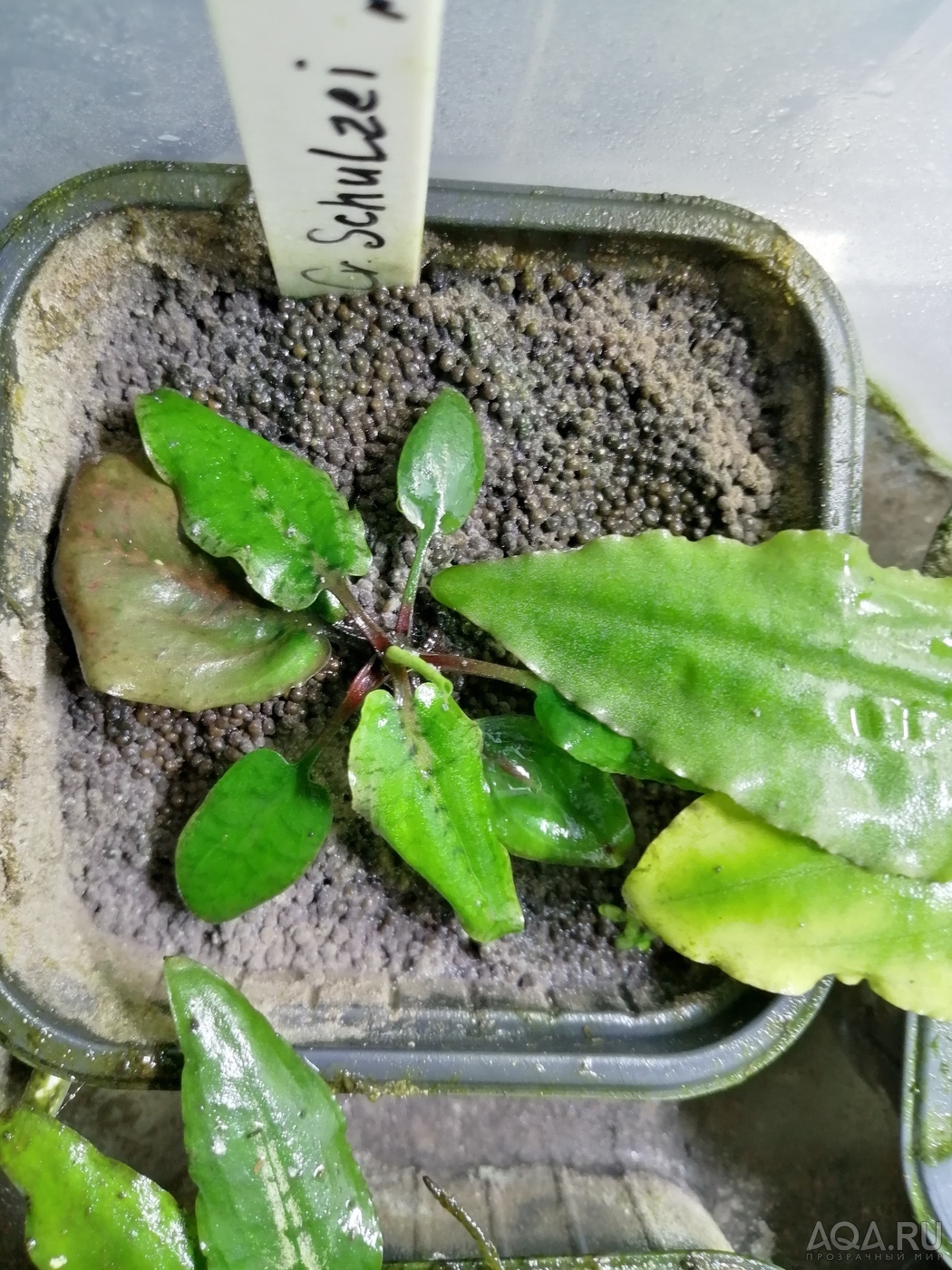 Cryptocoryne schulzei de Wit