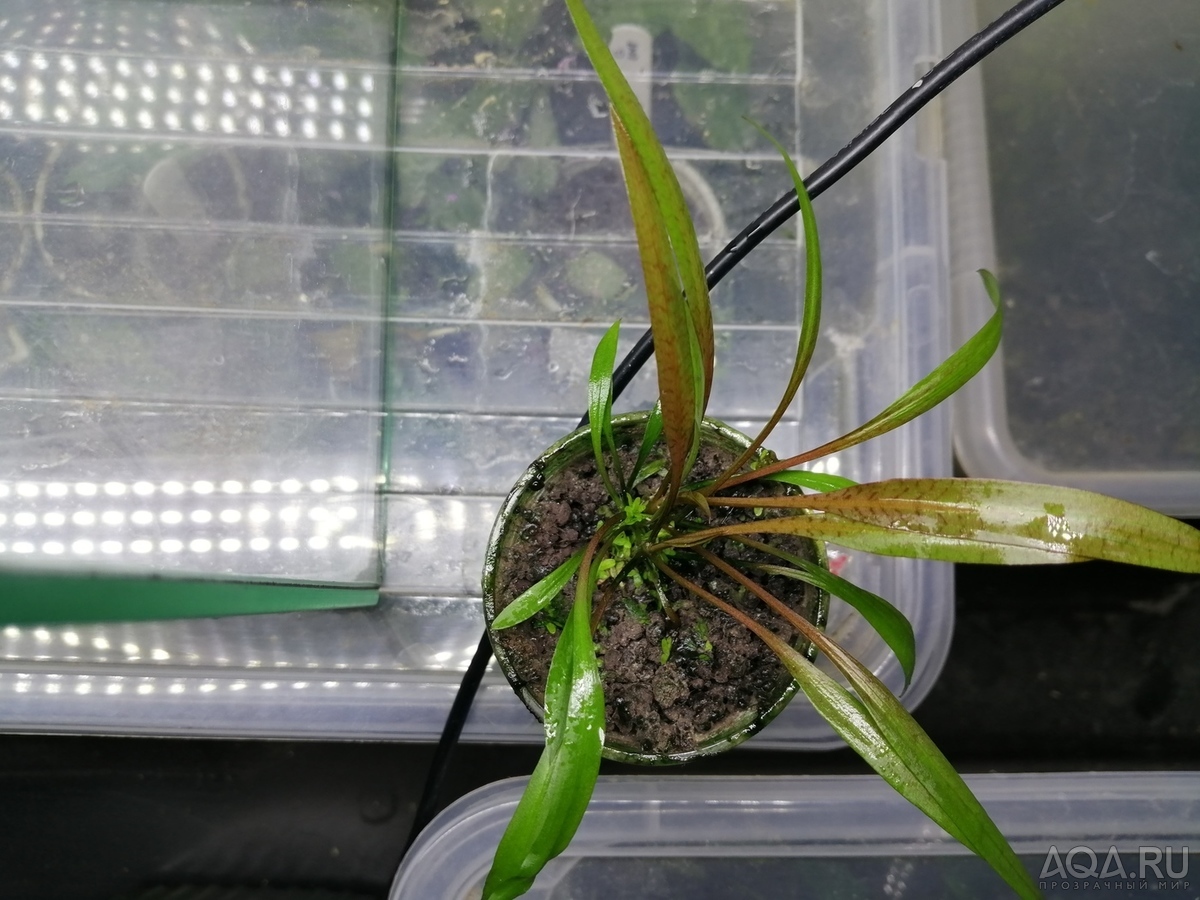 Cryptocoryne Spiralis “Tiger”