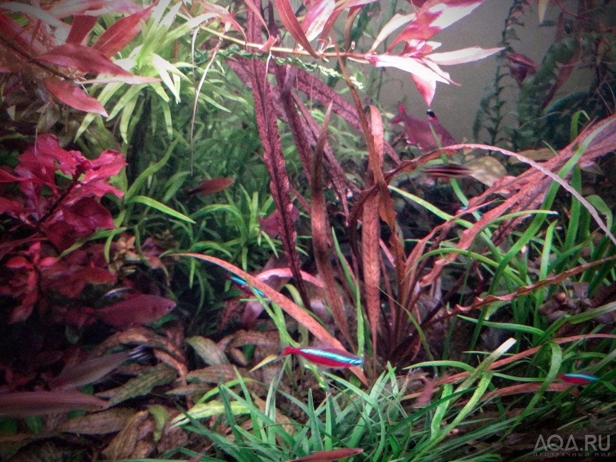 Cryptocoryne sp. 'Maharashtra Red'  и Cryptocoryne Spiralis “Tiger”.