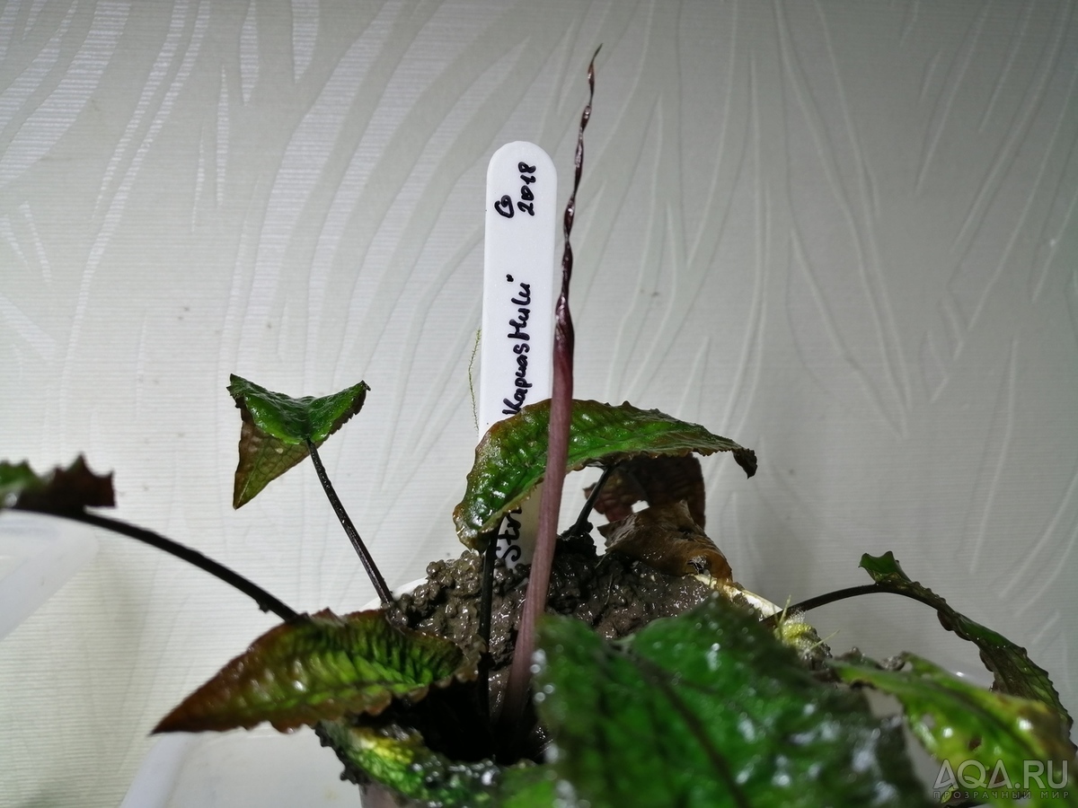 Cryptocoryne striolata (Криптокорина стриолата)