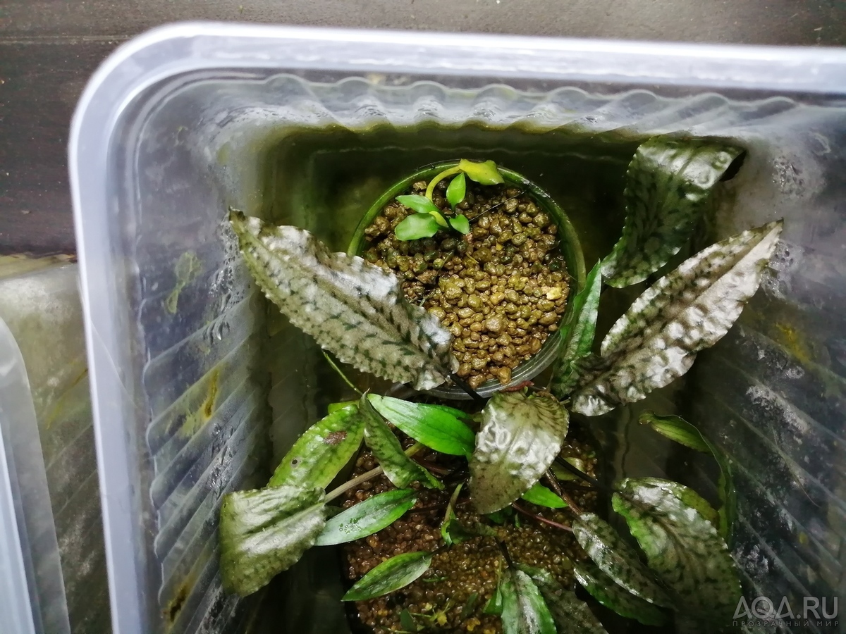 Cryptocoryne striolata (Криптокорина стриолата)