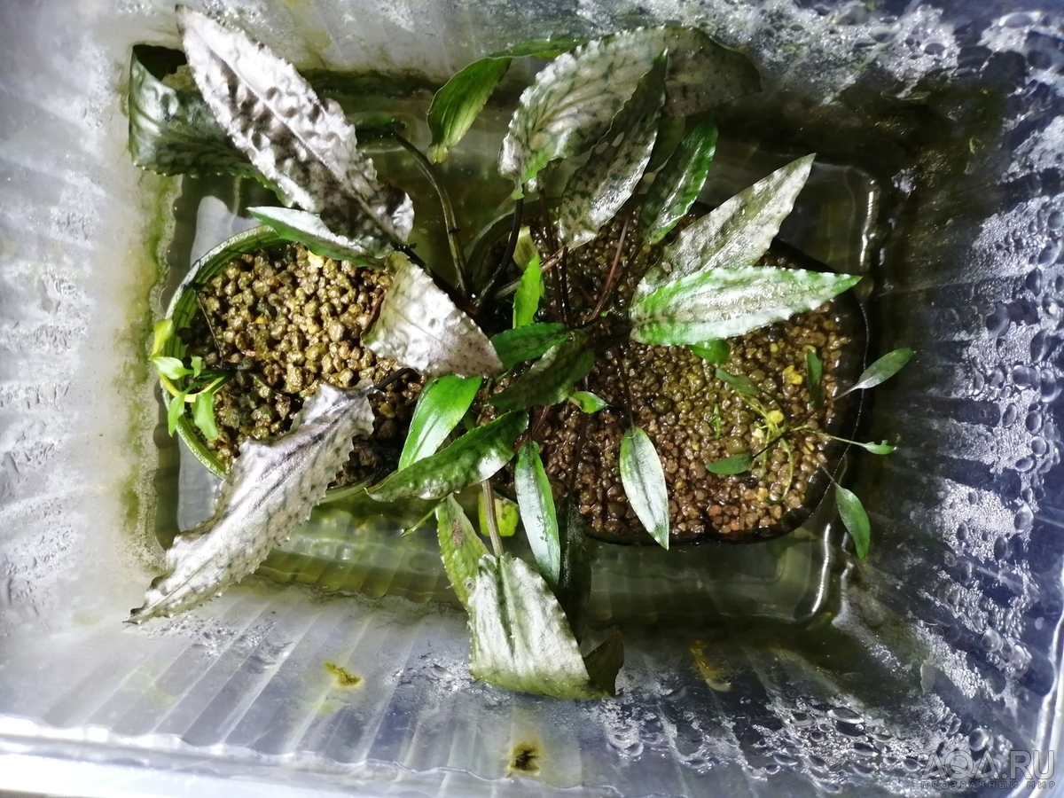 Cryptocoryne striolata (Криптокорина стриолата)