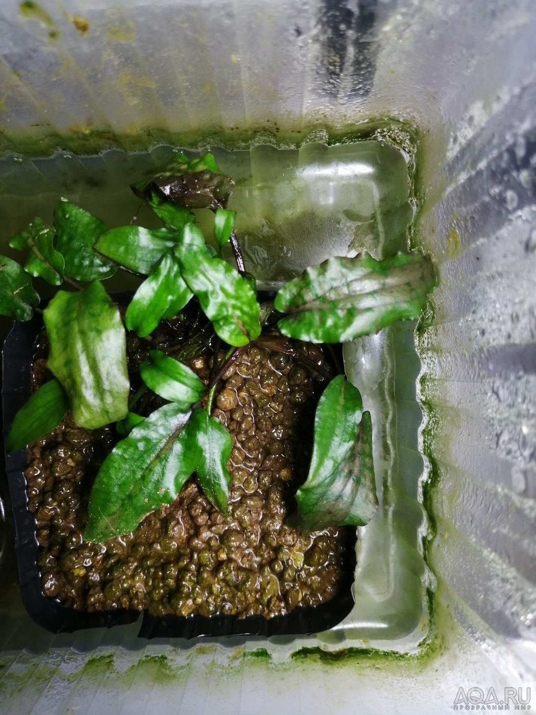 Cryptocoryne striolata (Криптокорина стриолата)