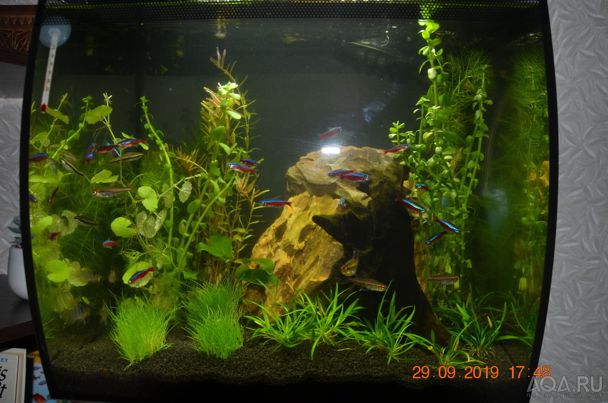 HAGEN FLUVAL Flex 34 ... возвращение к малым объемам