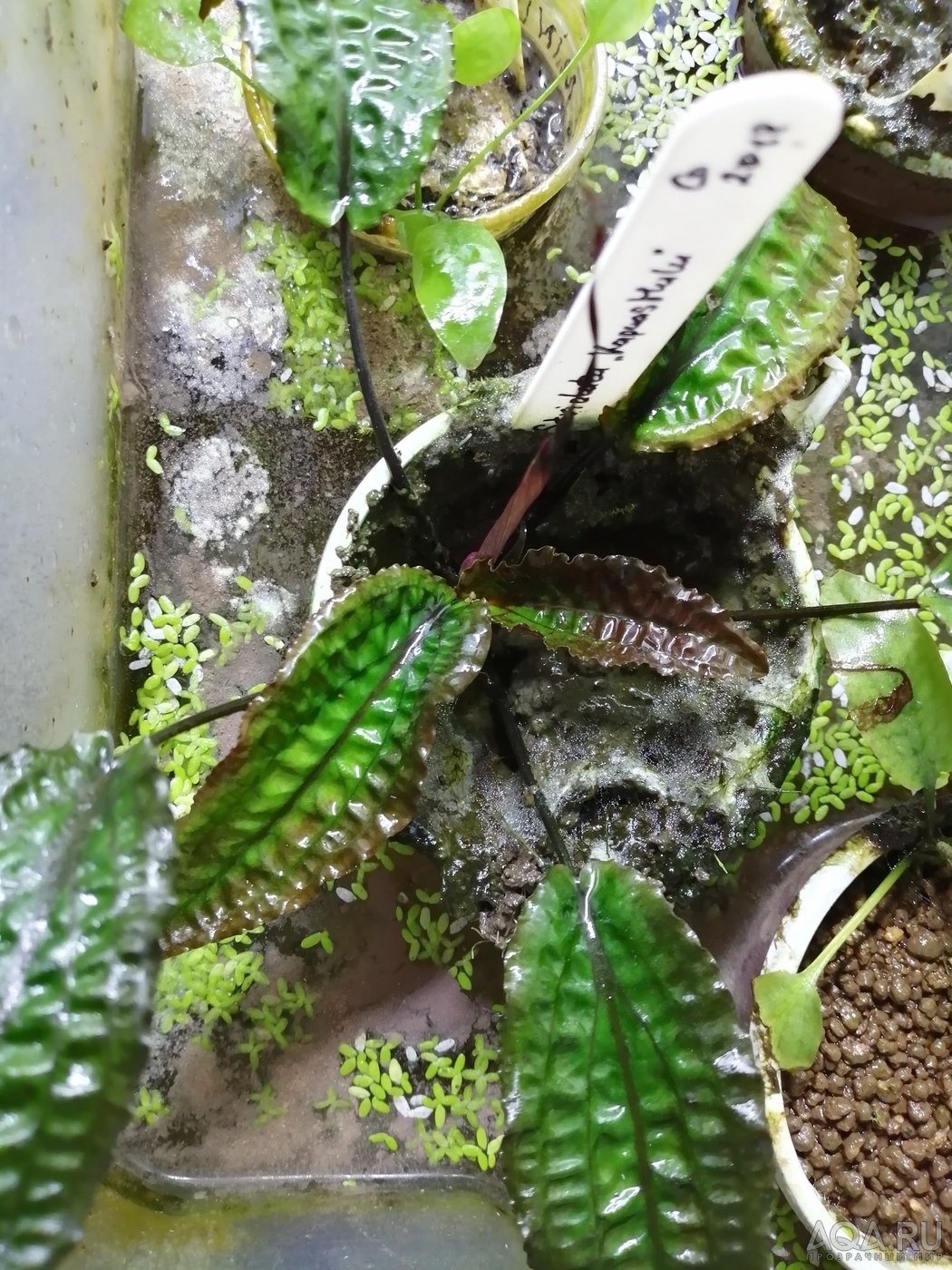 Cryptocoryne striolata (Криптокорина стриолата)